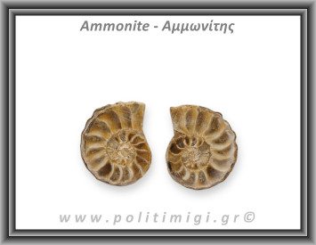 Αμμωνίτης Ζευγάρι Large 007 19,24gr 3,3x2,7cm