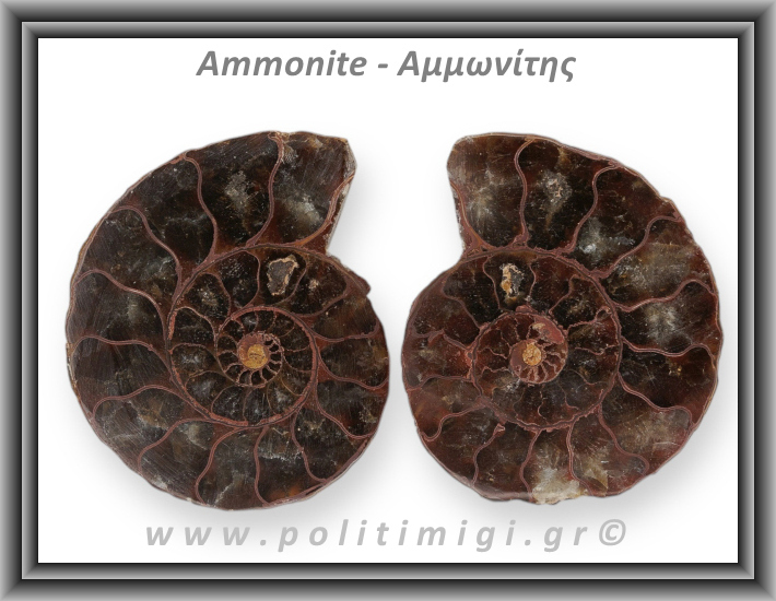 Αμμωνίτης Ζευγάρι Giga 049 65gr 6x4,8cm