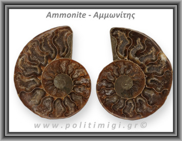 Αμμωνίτης Ζευγάρι Giga 050 53,59gr 6,2x4,7cm