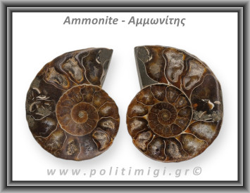 Αμμωνίτης Ζευγάρι Giga 051 56,13gr 5,8x4,5cm