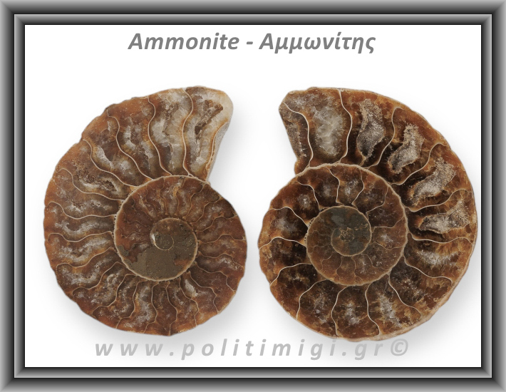 Αμμωνίτης Ζευγάρι Giga 055 53,75gr 6,1x4,9cm