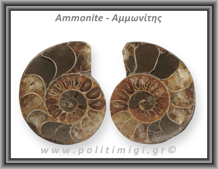 Αμμωνίτης Ζευγάρι Giga Plus 056 91,67gr 5,7x4,5cm