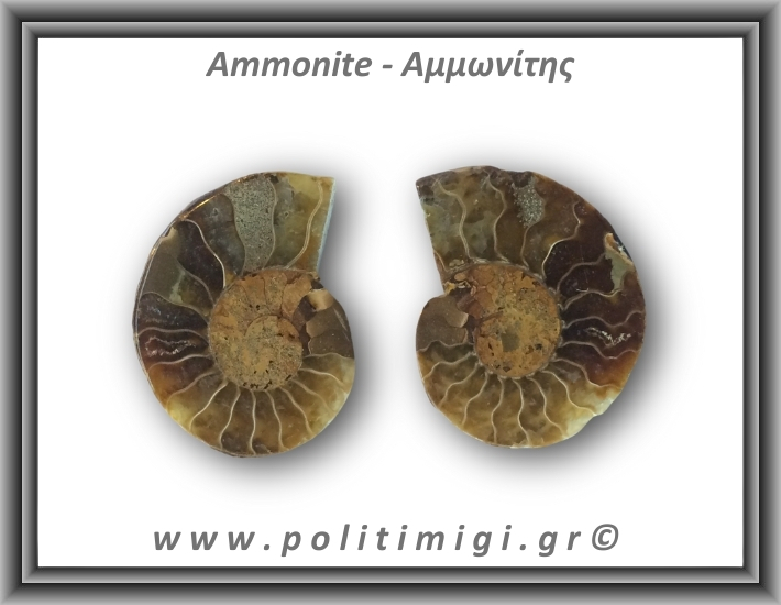 Αμμωνίτης Ζευγάρι 11,8gr 3x2cm