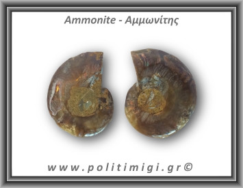 Αμμωνίτης Ζευγάρι 11,8gr 3x2cm