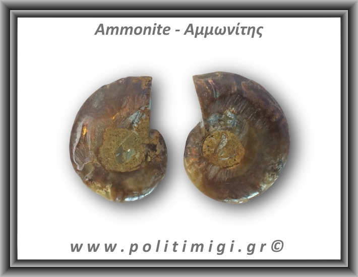 Αμμωνίτης Ζευγάρι 11,8gr 3x2cm