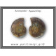 Αμμωνίτης Ζευγάρι 11,8gr 3x2cm