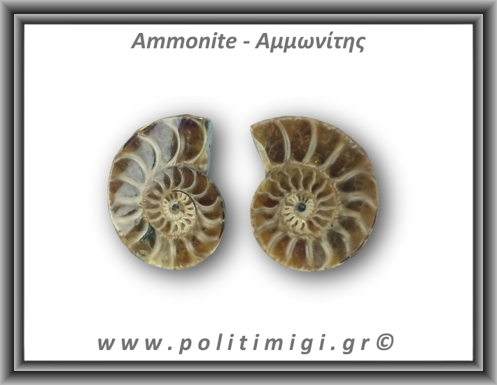 Αμμωνίτης Ζευγάρι 13,1gr 2x2cm