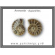 Αμμωνίτης Ζευγάρι 13,1gr 2x2cm