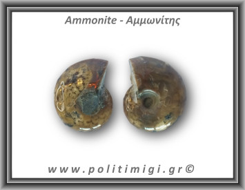 Αμμωνίτης Ζευγάρι 13,1gr 2x2cm