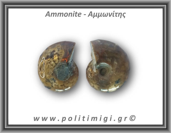 Αμμωνίτης Ζευγάρι 13,1gr 2x2cm