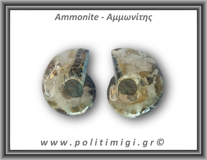 Αμμωνίτης Ζευγάρι 14,8gr 3x2cm