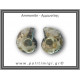 Αμμωνίτης Ζευγάρι 14,8gr 3x2cm