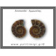 Αμμωνίτης Ζευγάρι 15,7gr 3x2cm