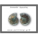 Αμμωνίτης Ζευγάρι 15,7gr 3x2cm