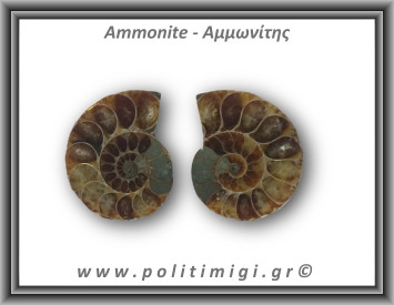 Αμμωνίτης Ζευγάρι 16,2gr 3x2cm