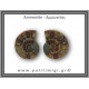 Αμμωνίτης Ζευγάρι 16,2gr 3x2cm