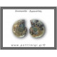Αμμωνίτης Ζευγάρι 16,2gr 3x2cm