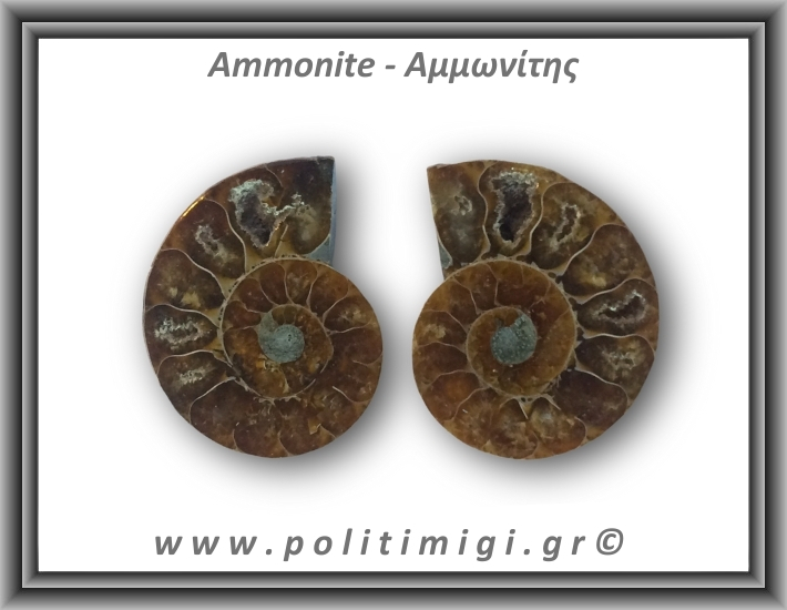 Αμμωνίτης Ζευγάρι 16,5gr 3x3cm