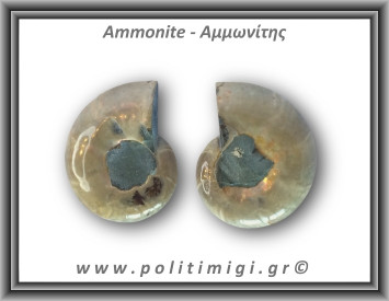 Αμμωνίτης Ζευγάρι 16,5gr 3x3cm