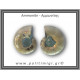 Αμμωνίτης Ζευγάρι 16,5gr 3x3cm
