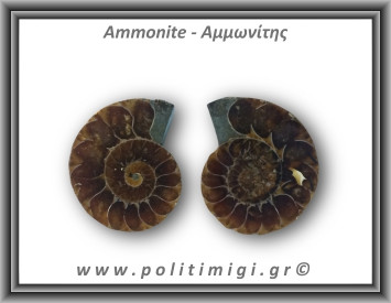 Αμμωνίτης Ζευγάρι 17,9gr 3x2cm