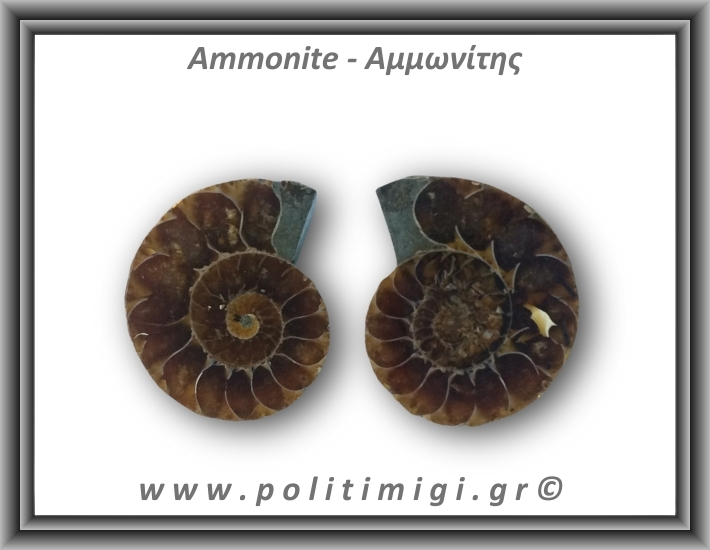 Αμμωνίτης Ζευγάρι 17,9gr 3x2cm
