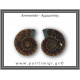 Αμμωνίτης Ζευγάρι 17,9gr 3x2cm