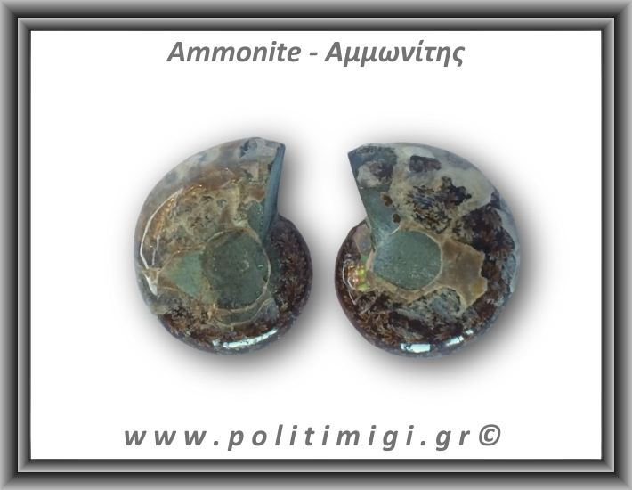 Αμμωνίτης Ζευγάρι 17,9gr 3x2cm
