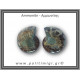 Αμμωνίτης Ζευγάρι 17,9gr 3x2cm