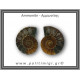 Αμμωνίτης Ζευγάρι 18,2gr 3x2cm