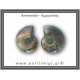 Αμμωνίτης Ζευγάρι 18,2gr 3x2cm
