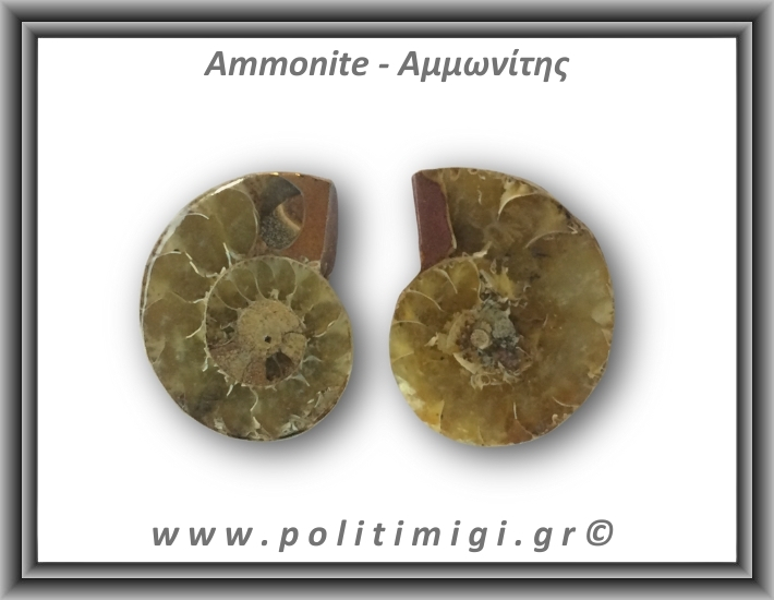Αμμωνίτης Ζευγάρι 18,5gr 3x2cm