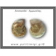 Αμμωνίτης Ζευγάρι 18,5gr 3x2cm