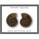 Αμμωνίτης Ζευγάρι 18,6gr 3x2cm