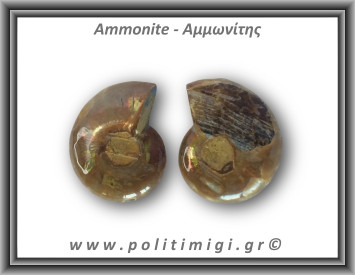 Αμμωνίτης Ζευγάρι 18,6gr 3x2cm