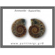 Αμμωνίτης Ζευγάρι 18gr 3x2cm