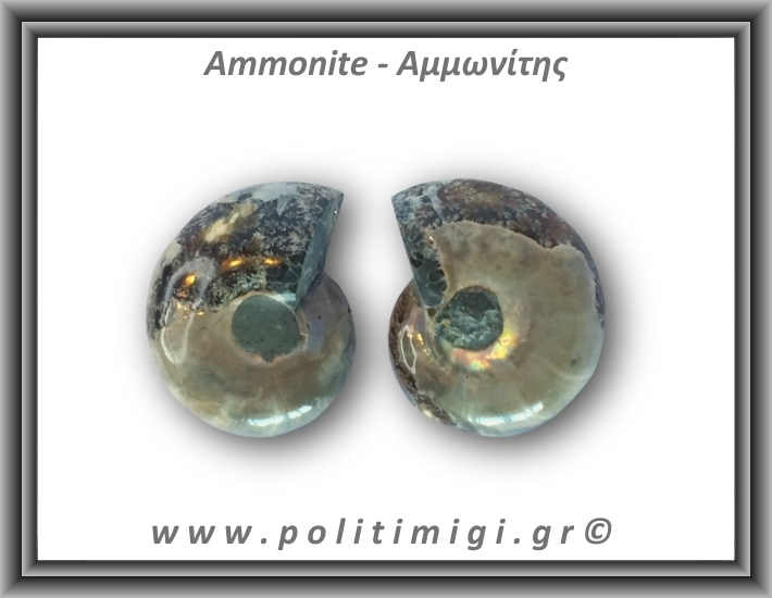 Αμμωνίτης Ζευγάρι 18gr 3x2cm