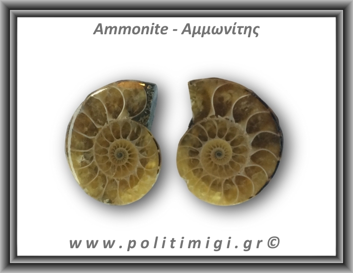 Αμμωνίτης Ζευγάρι 19,1gr 3x2cm