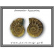 Αμμωνίτης Ζευγάρι 19,1gr 3x2cm