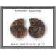 Αμμωνίτης Ζευγάρι 19,3gr 3x2cm