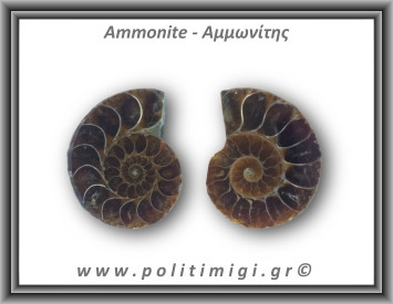 Αμμωνίτης Ζευγάρι 19,4gr 3x2cm