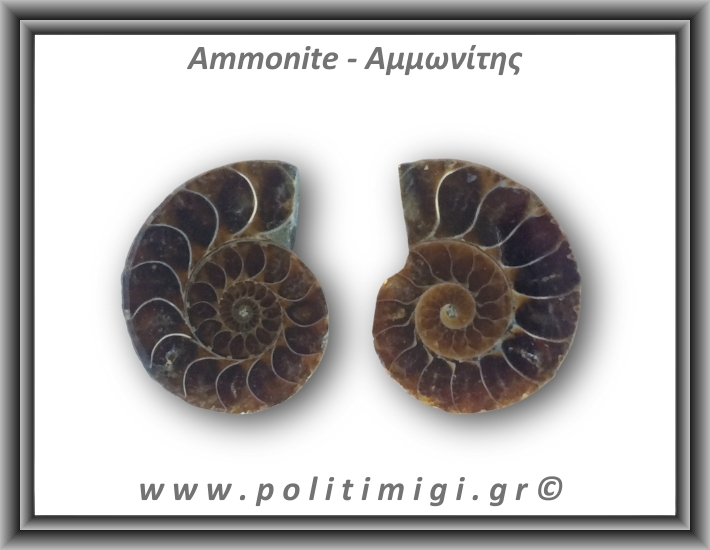 Αμμωνίτης Ζευγάρι 19,4gr 3x2cm