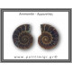 Αμμωνίτης Ζευγάρι 19,4gr 3x2cm