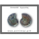 Αμμωνίτης Ζευγάρι 19,4gr 3x2cm