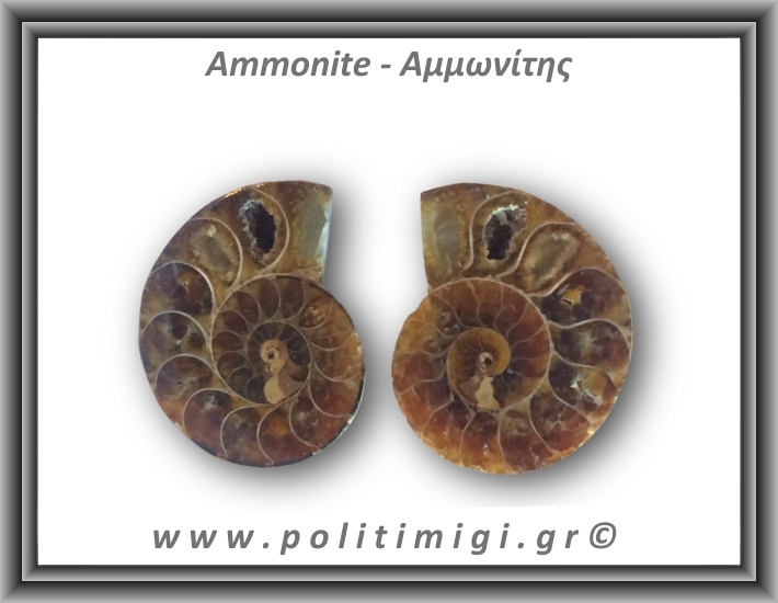 Αμμωνίτης Ζευγάρι 19,5gr 3x2cm