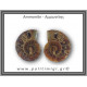 Αμμωνίτης Ζευγάρι 19,5gr 3x2cm