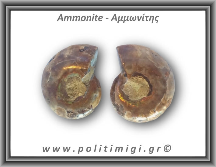 Αμμωνίτης Ζευγάρι 19,5gr 3x2cm