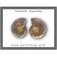 Αμμωνίτης Ζευγάρι 19,5gr 3x2cm