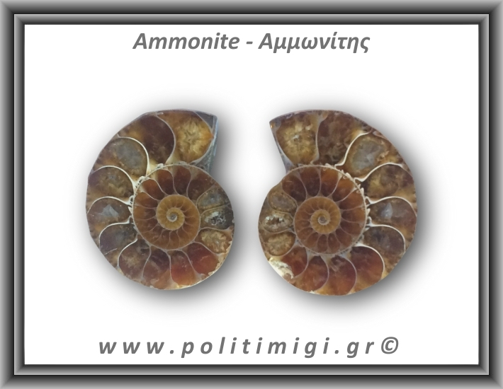 Αμμωνίτης Ζευγάρι 20,3gr 3x2cm