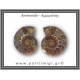 Αμμωνίτης Ζευγάρι 20,3gr 3x2cm